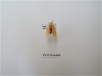 藏品(褐汙燈蛾)的圖片